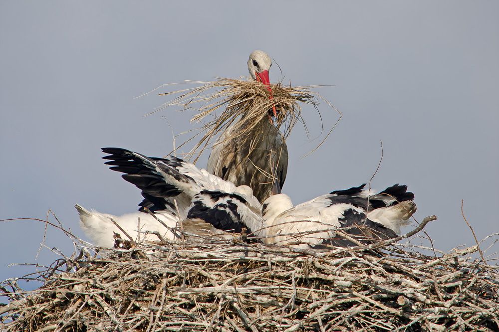 Photograph by Оксана Маховская
