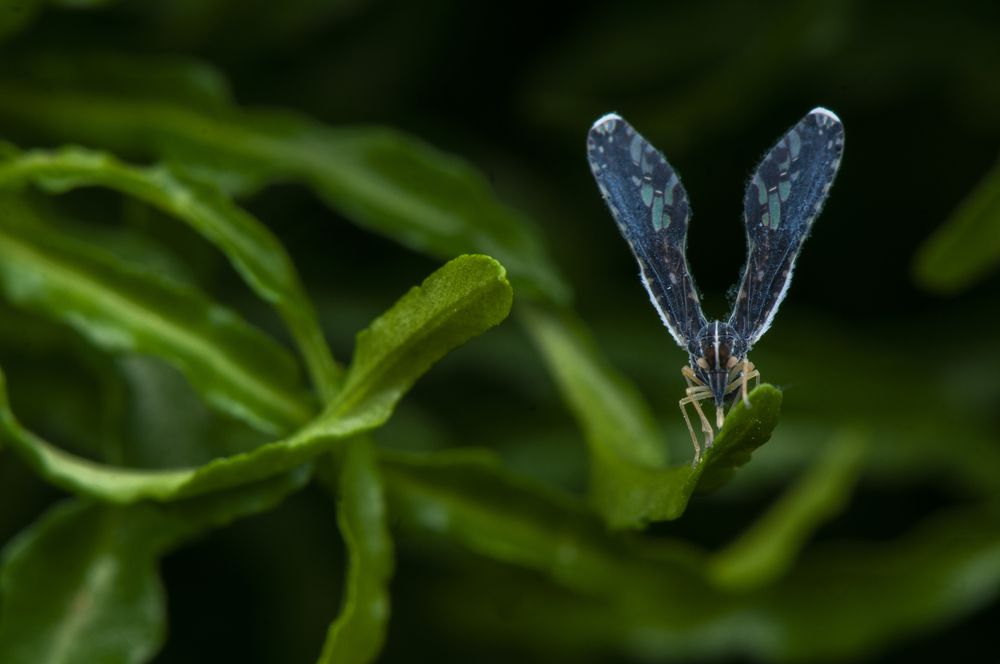 Photograph by Chamara Sulakkhana Polwatta Siriyalage