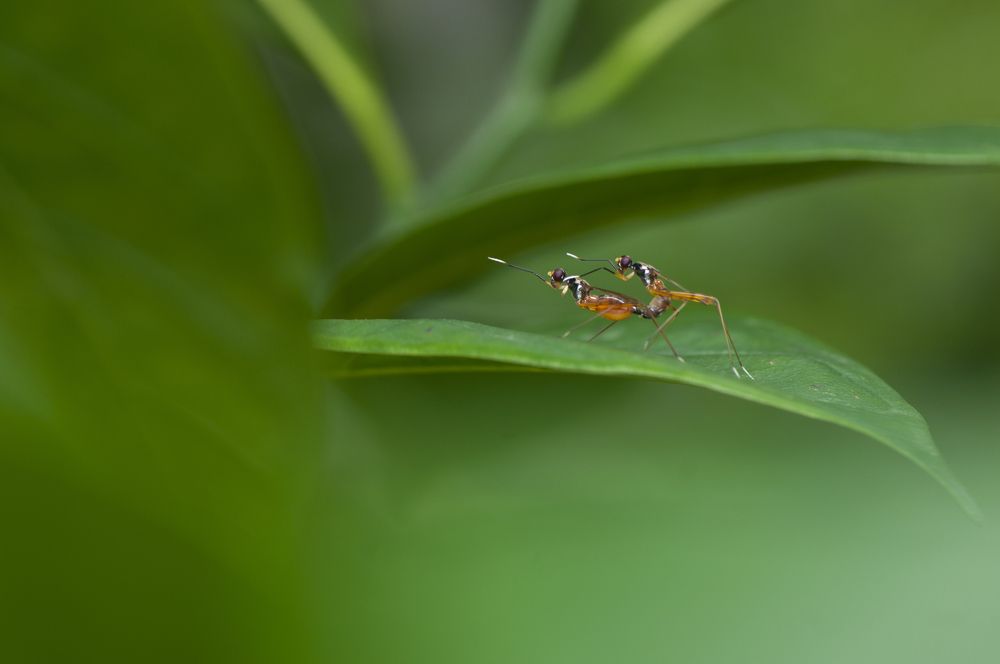 Photograph by Chamara Sulakkhana Polwatta Siriyalage