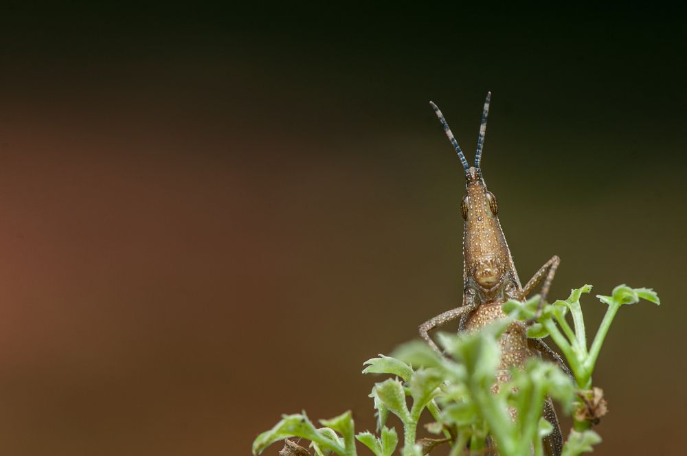 Photograph by Chamara Sulakkhana Polwatta Siriyalage