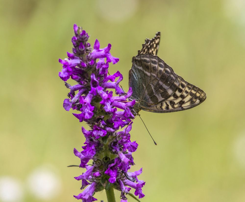 Photograph by Sergey Paramonov