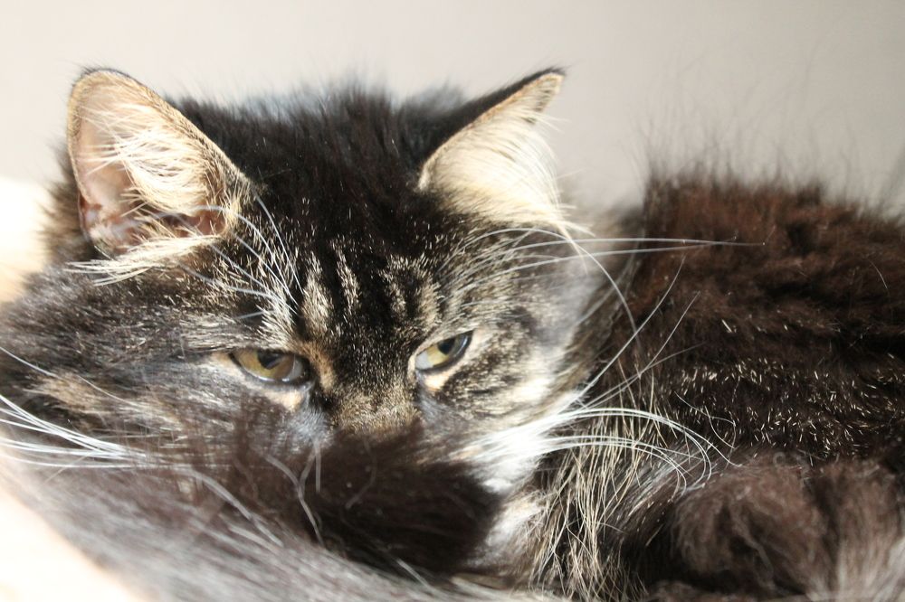 Photograph by Людмила Сарыцина