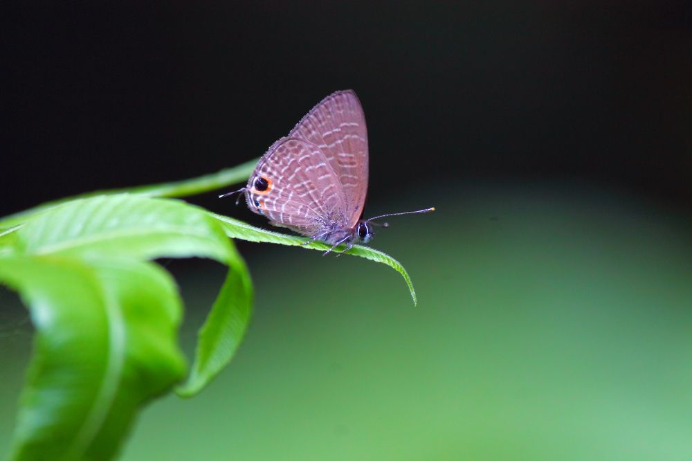 Photograph by Partha Chakraborty