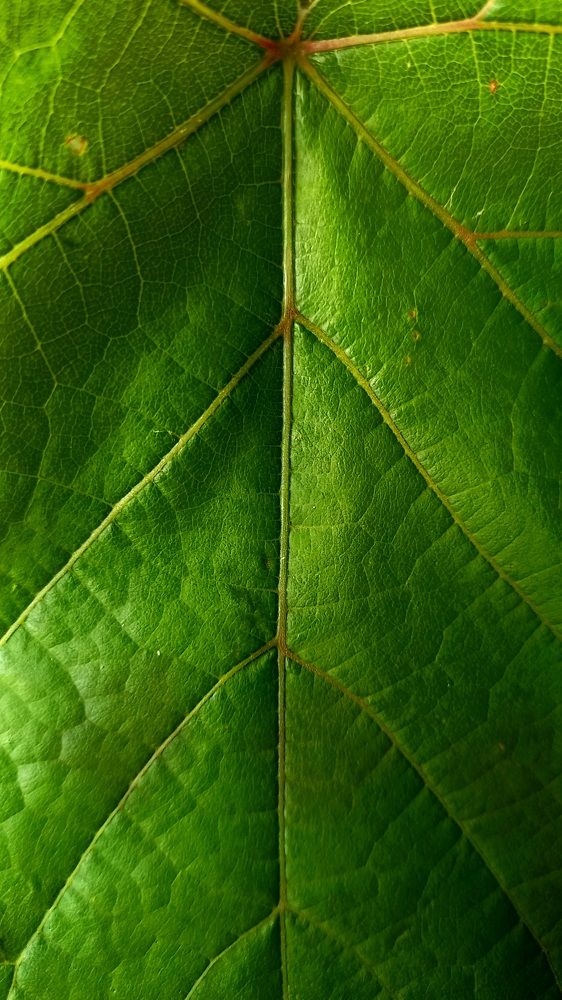 Photograph by Александра Пецевич