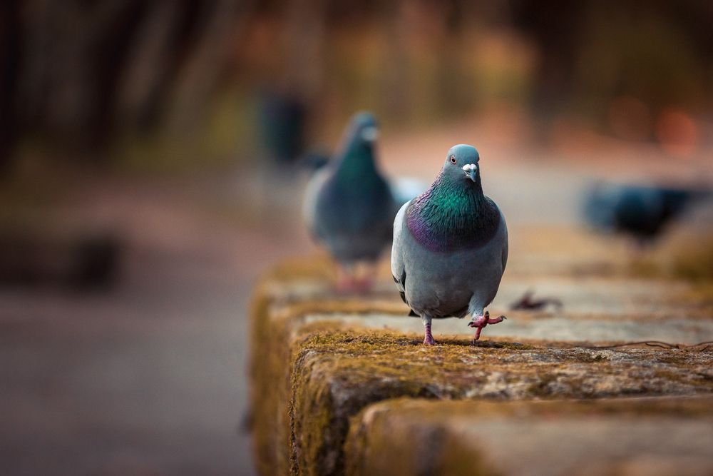 Photograph by Bruno Ribeiro