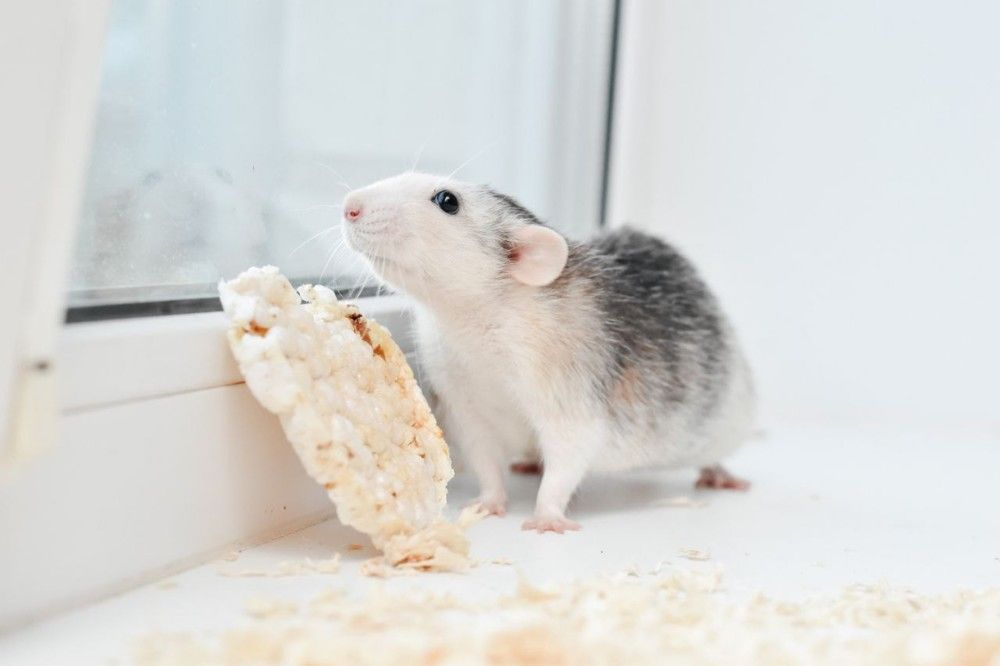 Photograph by Екатерина Верясова