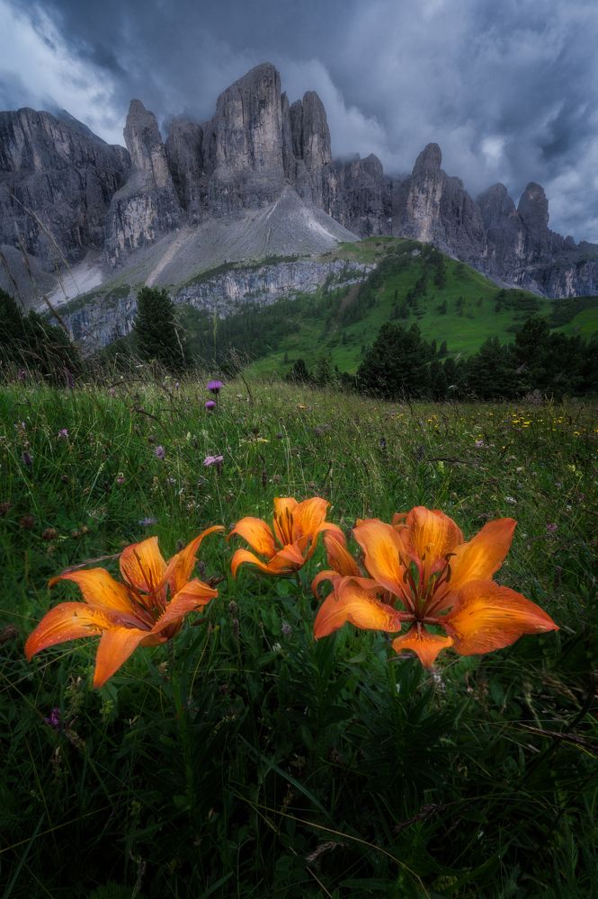 Dolomites flowers