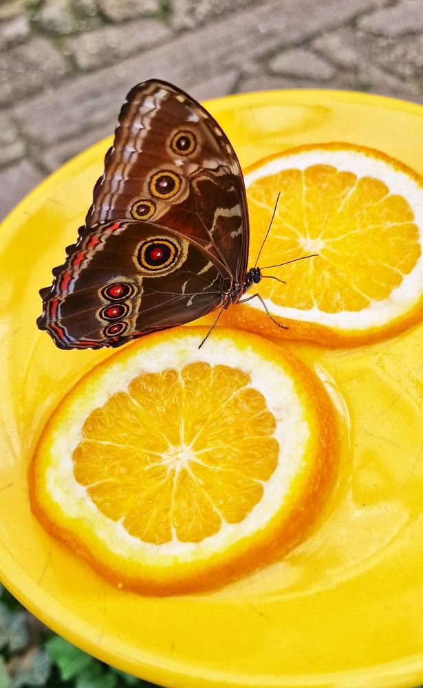 Photograph by Vera Nefedova