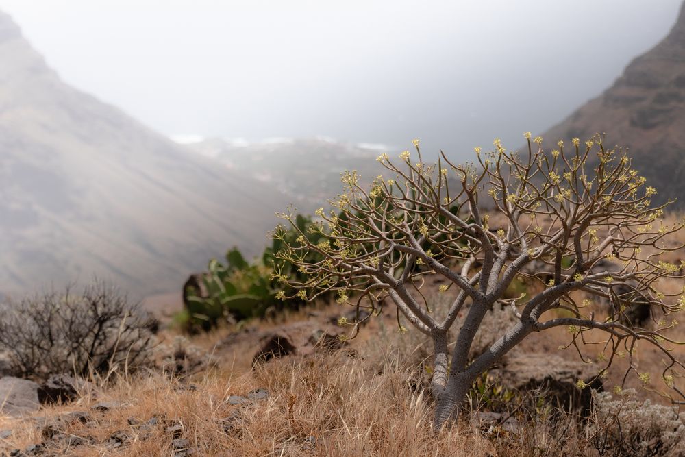 Photograph by M. Luisa Águeda