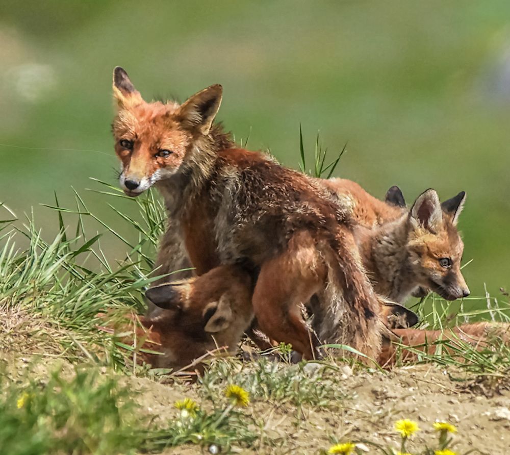 Photograph by Владимир Орлов