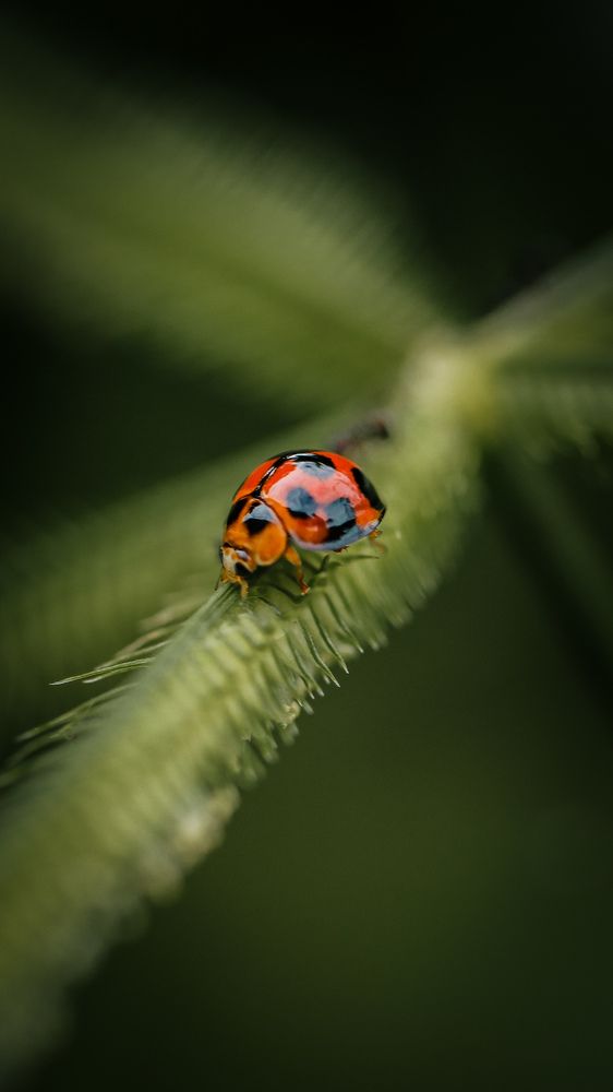 Photograph by Dram Renaldi