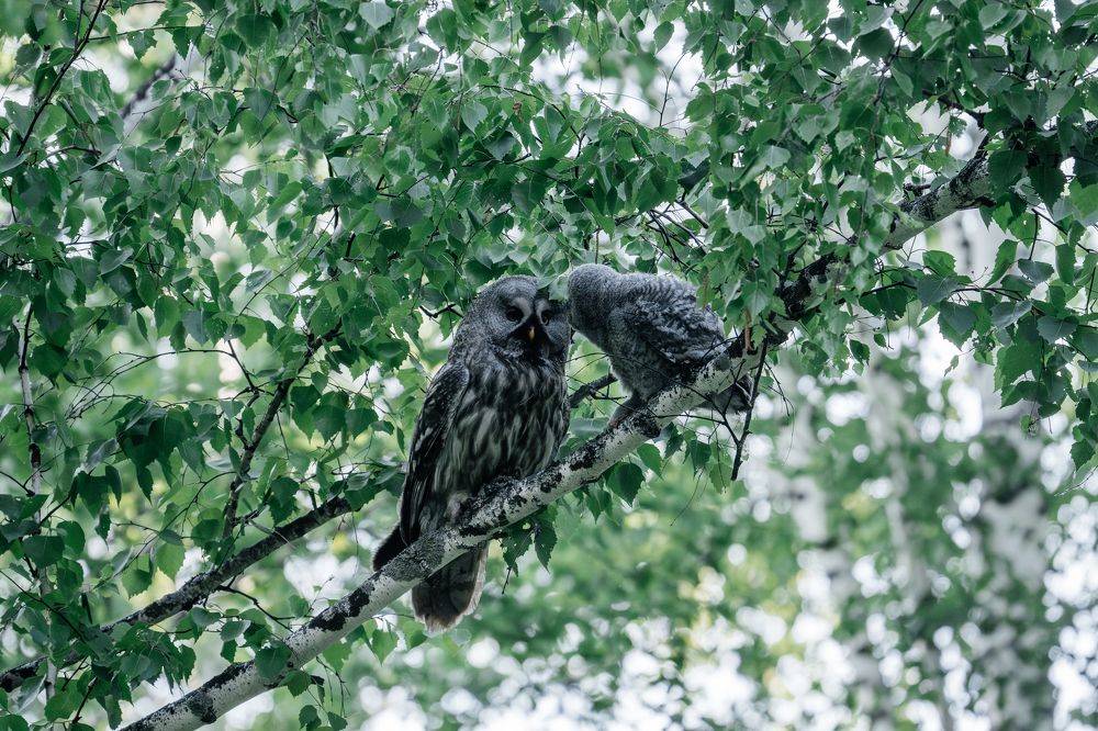 Photograph by Руслан Нигматуллин