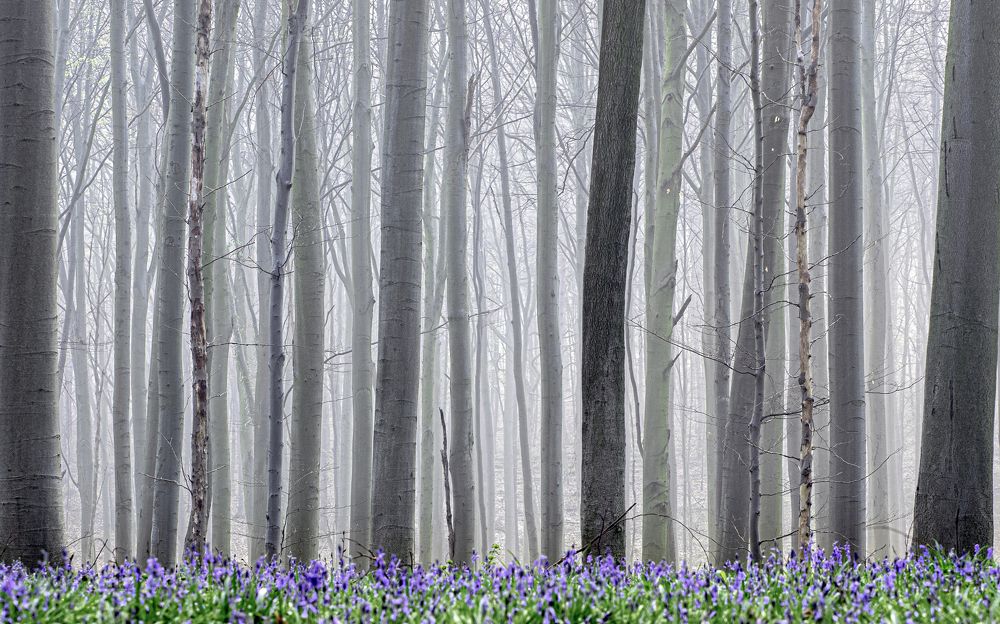 Photograph by Henk Goossens