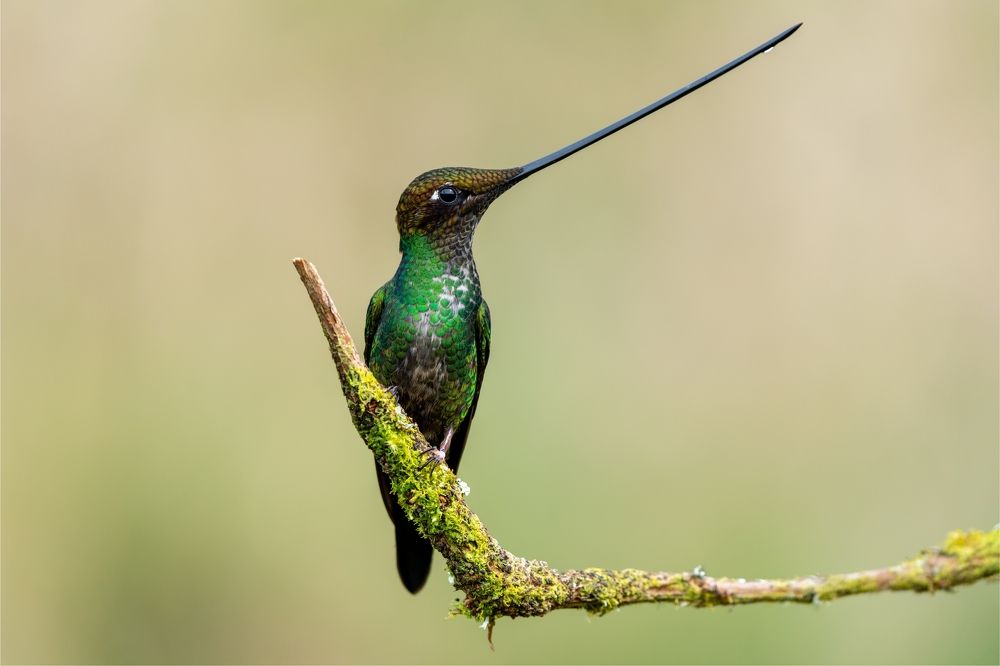 Colibri Pico de Espada