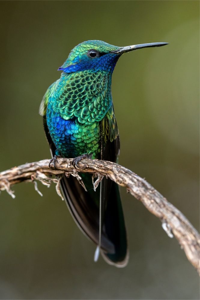 Colibris de colombia