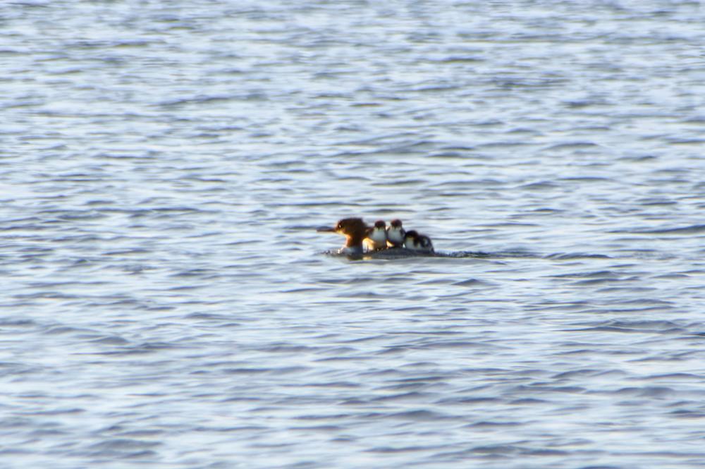 Photograph by Виктория Лобанова