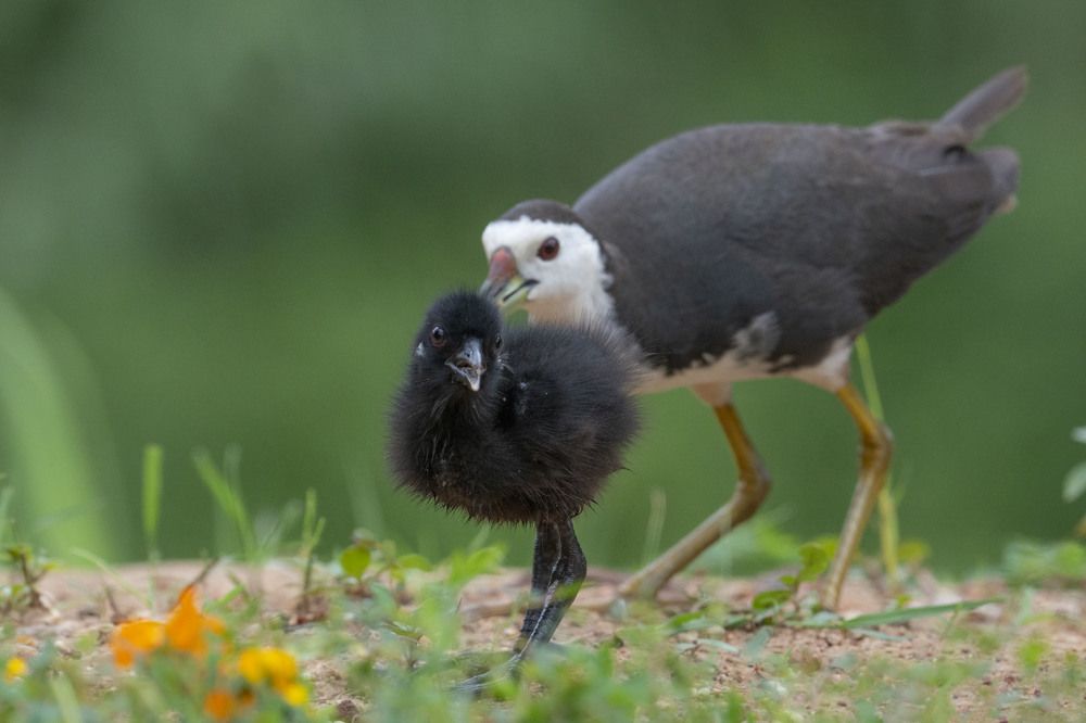 Photograph by Sanjoy Adak