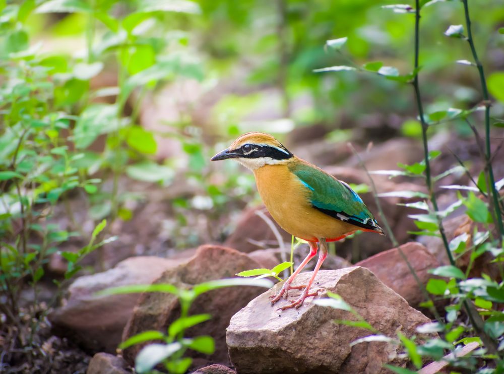 Photograph by Nitin sarkar