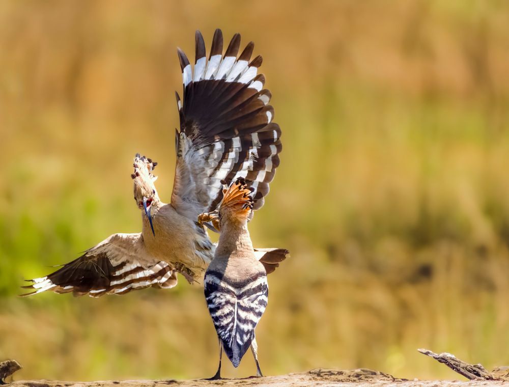 Photograph by Constantin Lazar