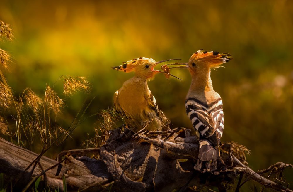 Photograph by Constantin Lazar