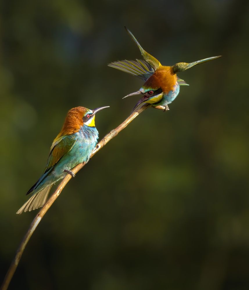 Photograph by Constantin Lazar