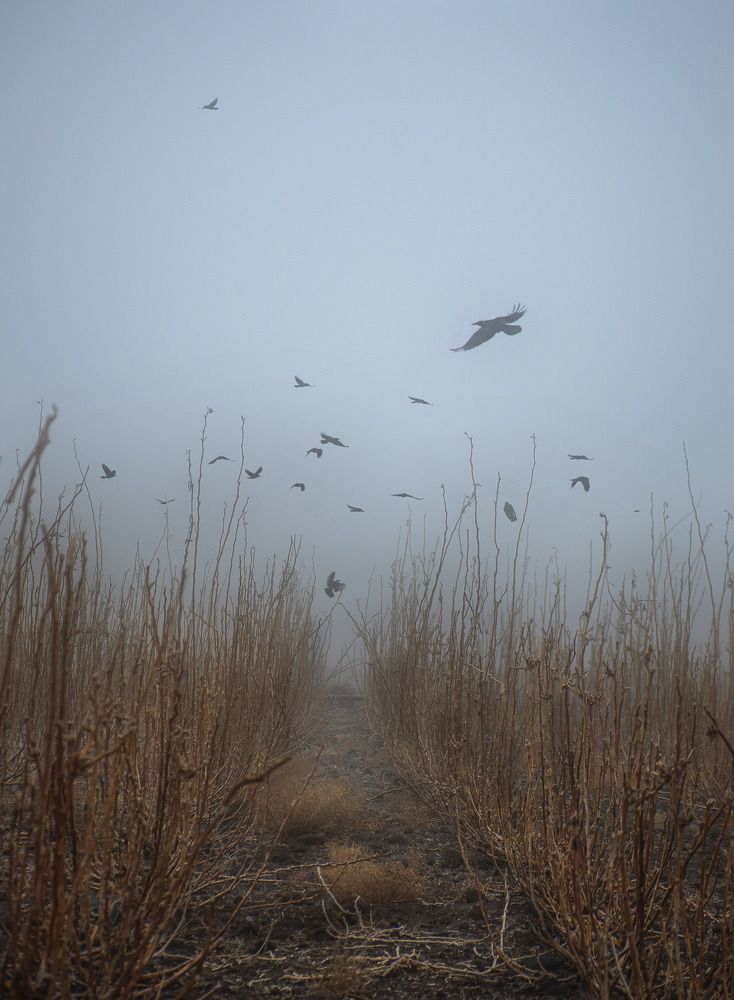 Photograph by Mehdi Zavvar