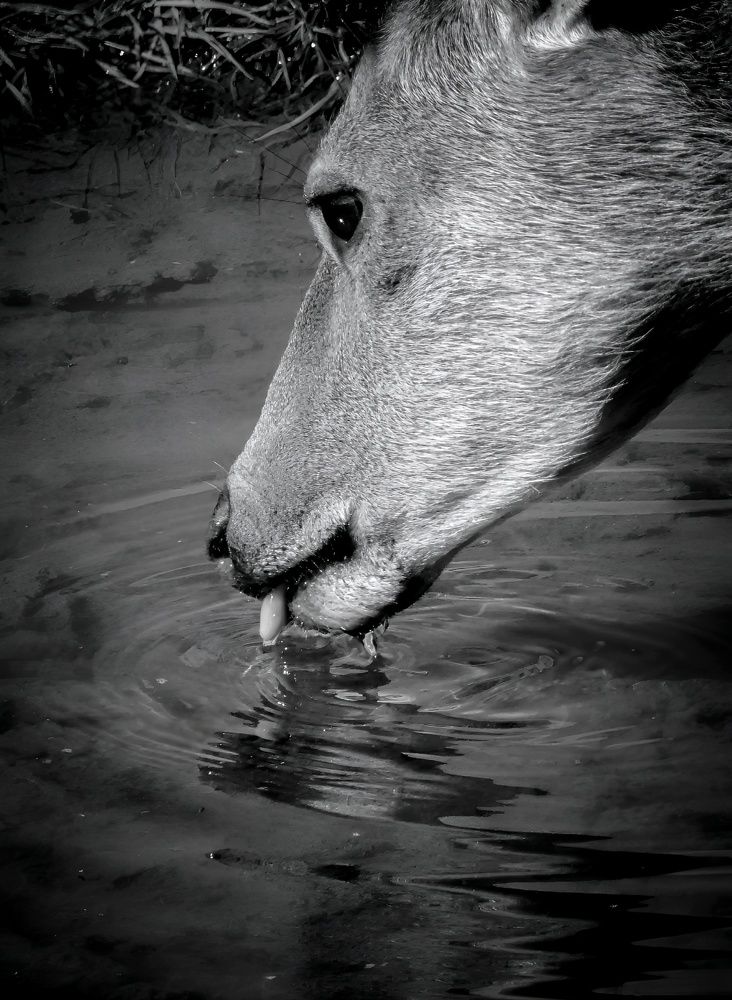 Photograph by Michael Gault