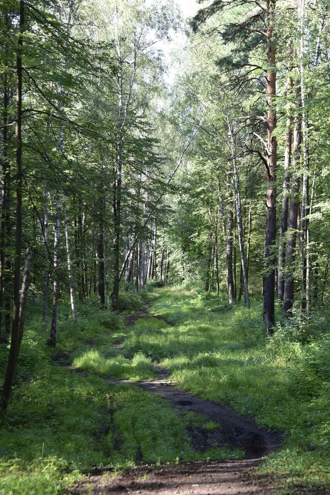 Лесная дорога.