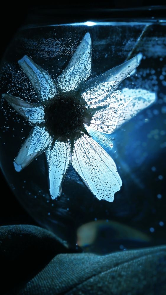 Вектор космеи