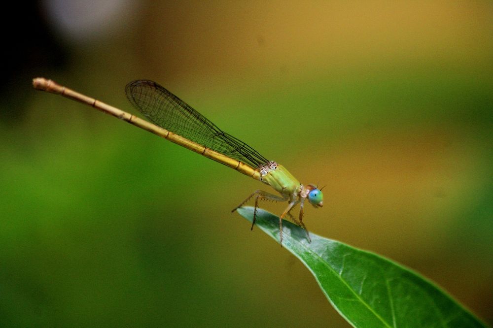 Photograph by Paramantham Thusyananthan