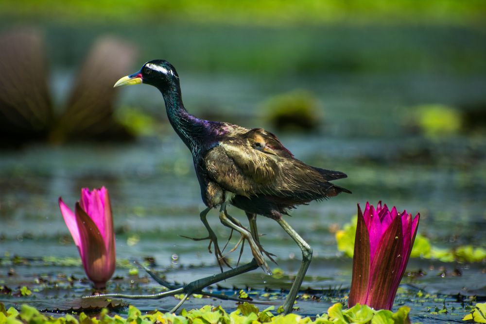 Photograph by Jit Roy