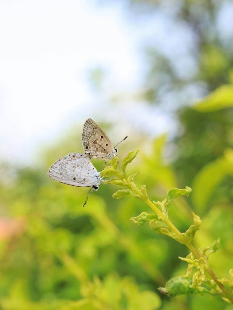 Photograph by Premal Nandpal