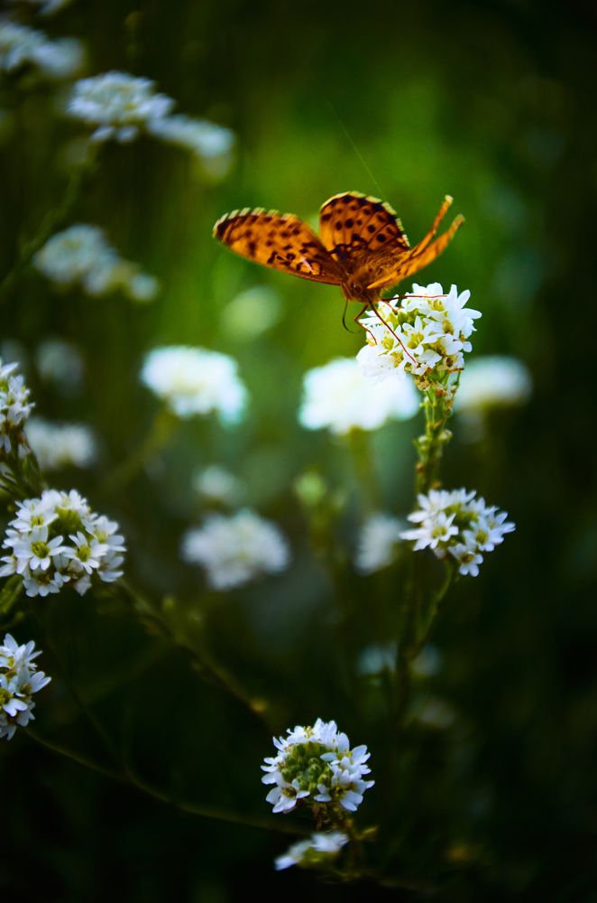 Photograph by Елена Кадаева