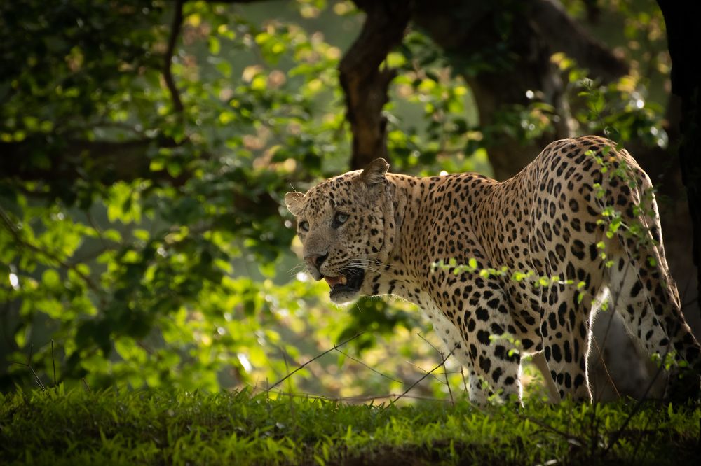 Photograph by Faisal Fasaludeen