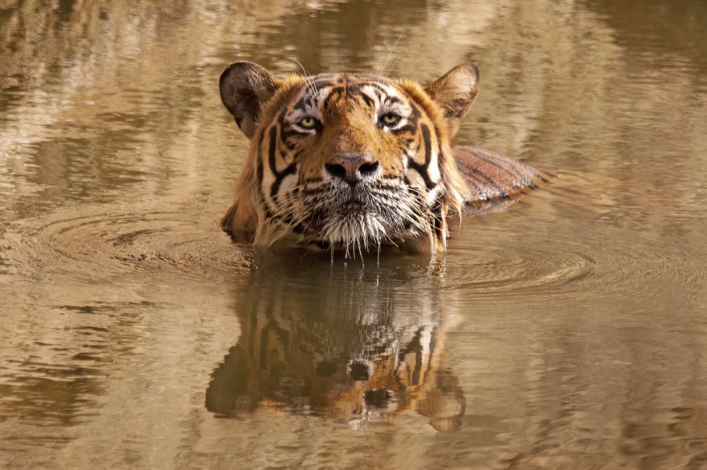 Photograph by vraj mistry