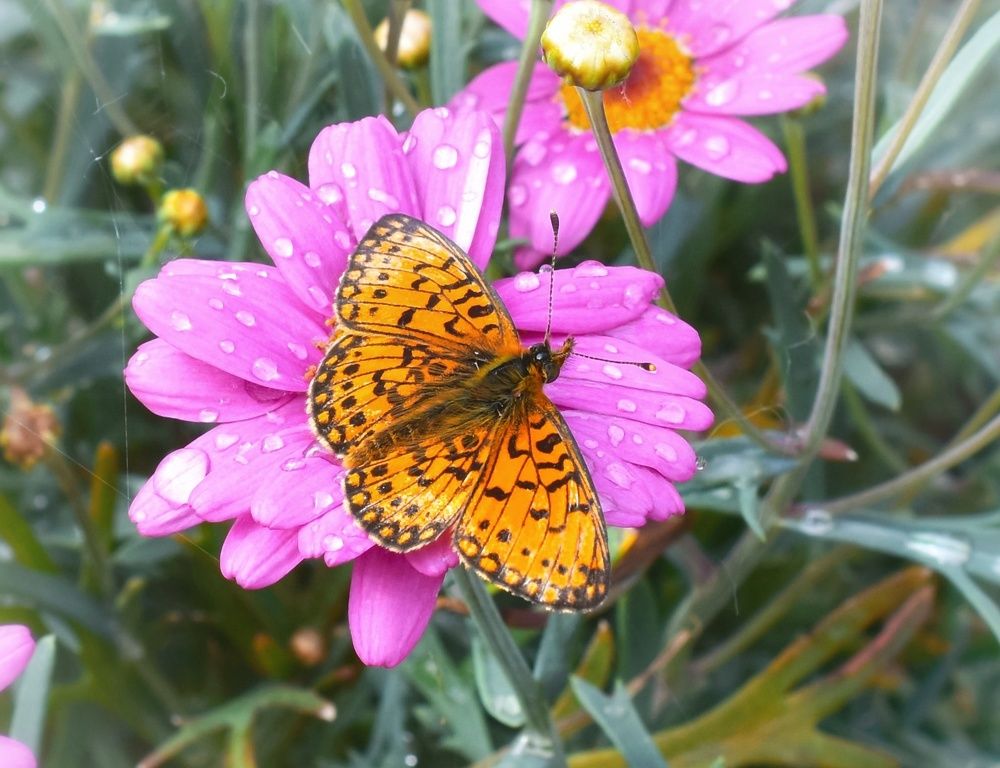 Photograph by Елена Павлова