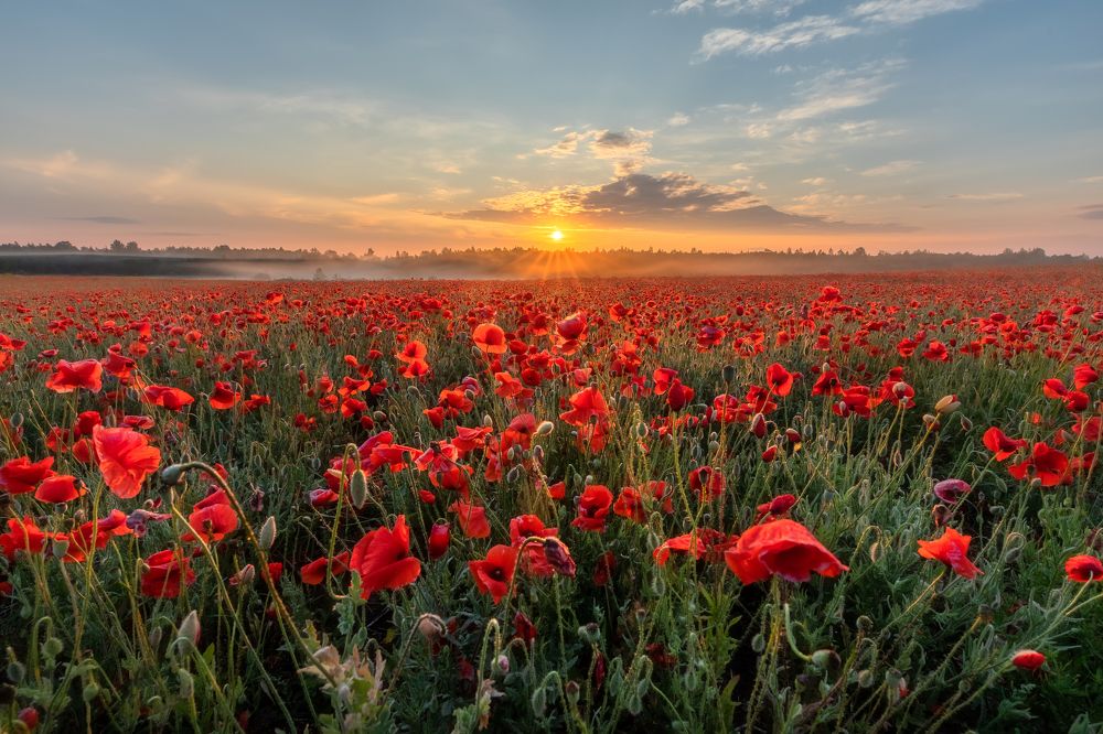 Фотография автора Александр Пашеничев
