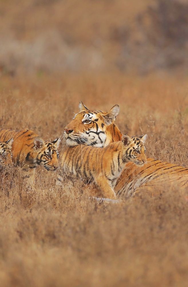 Photograph by Patel K Phalgun