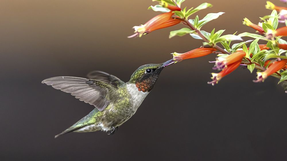 Ruby throated hummingbird