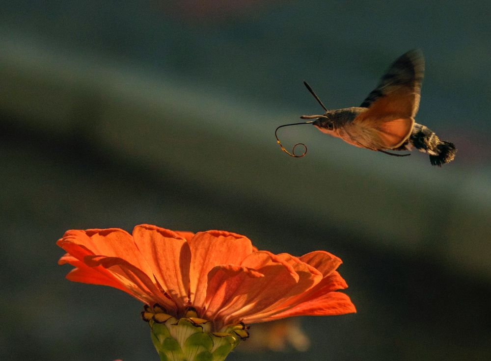 Photograph by Сергей Нестеров