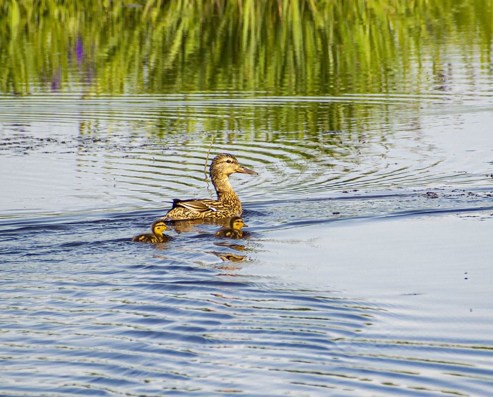 Пополнение в утином семействе