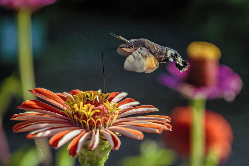 Photograph by Сергей Нестеров