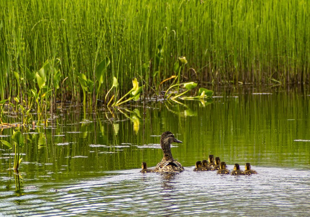 Рядом с мамой