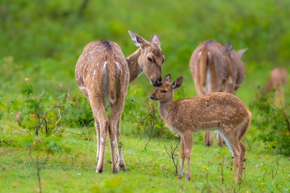 Photograph by Sajeev Krishnan