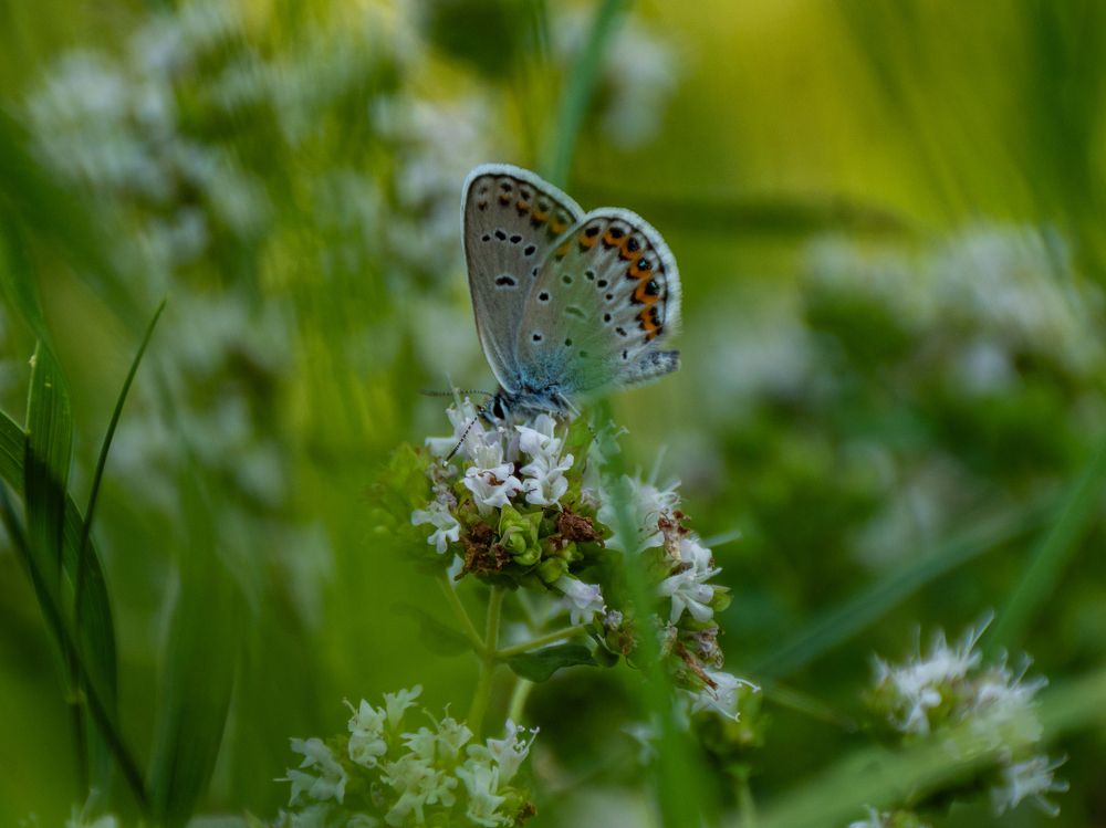 Фотография автора Aleksandr Kadyshev