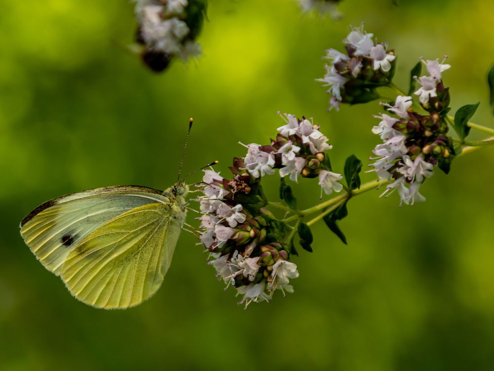 Фотография автора Aleksandr Kadyshev