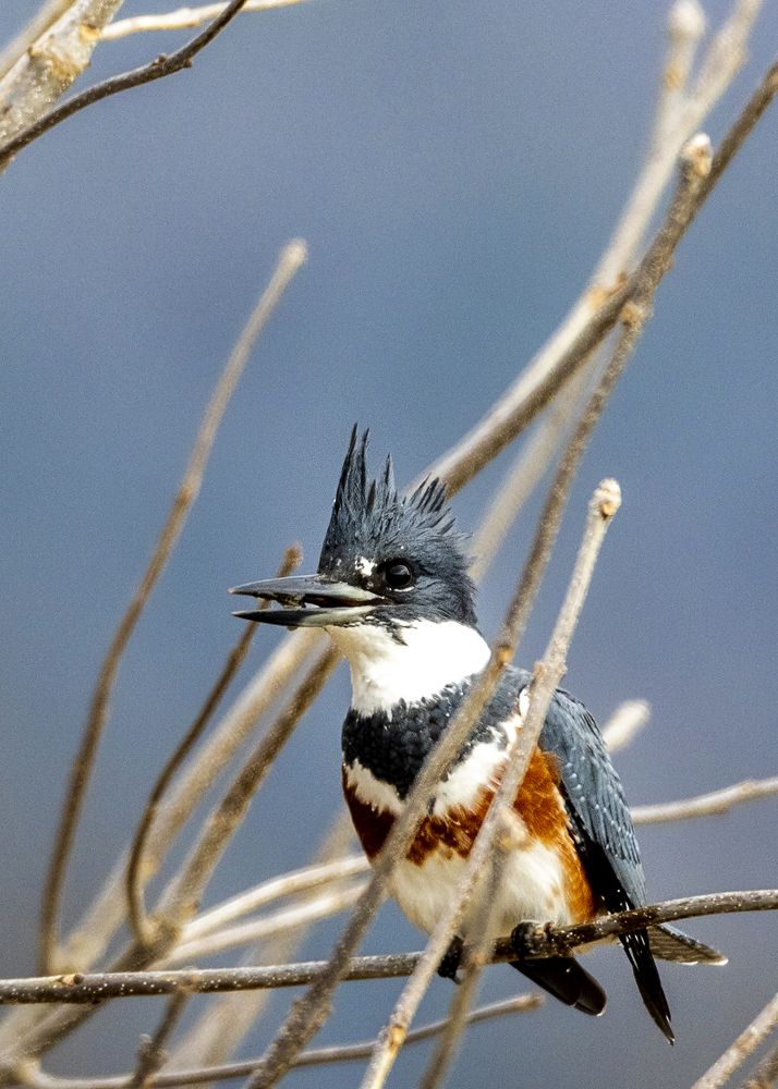 Kingfisher