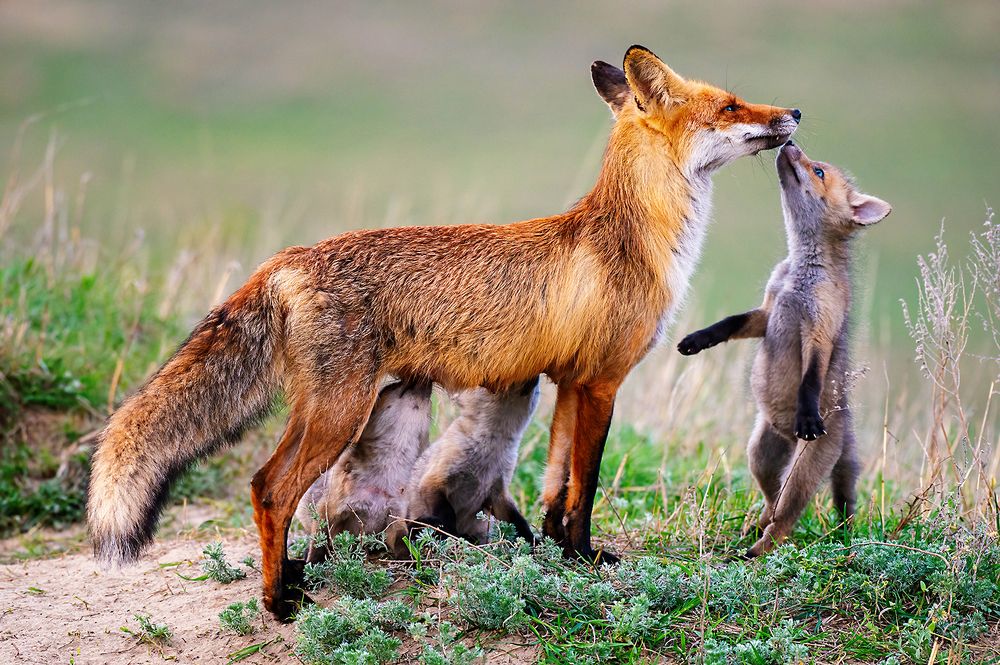 Photograph by Татьяна Жеребцова