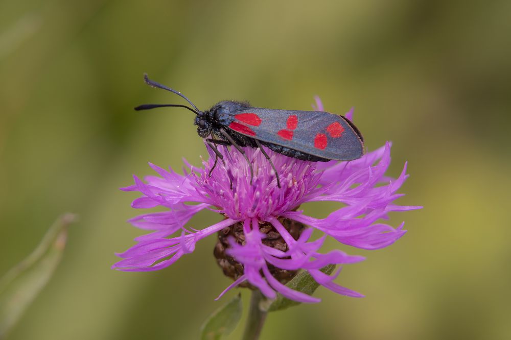 Photograph by Екатерина Бурикова