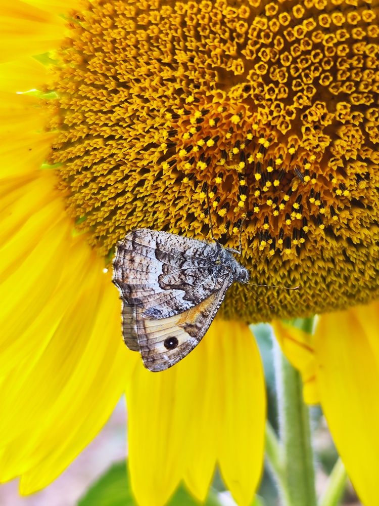 Photograph by Ирина Шибитова